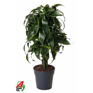 Dracaena fragrans Compacta Grp 'Dorado' (toef)