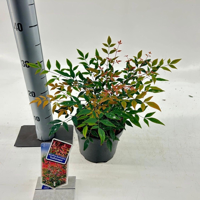 <h4>Nandina domestica</h4>