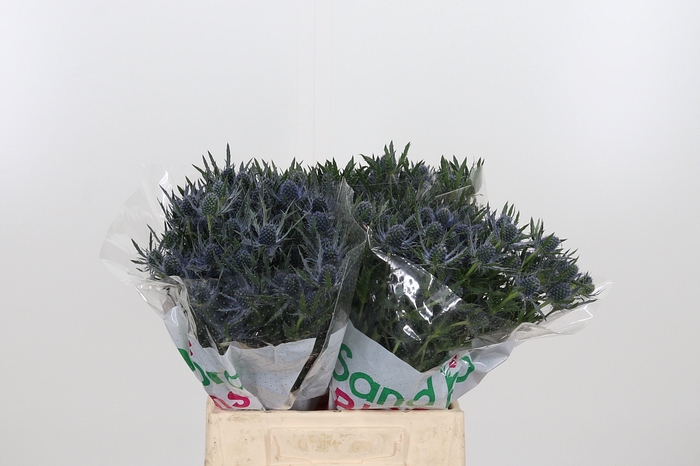 <h4>Eryng Mag Blue Lagoo</h4>