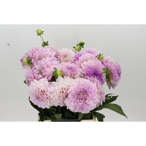 Dahlia Sweet Nathalie