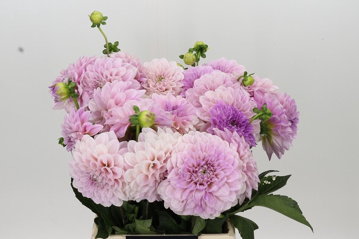 <h4>Dahlia Sweet Nathalie</h4>