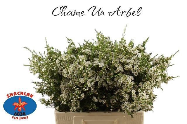 <h4>CHAME UN ARBEL</h4>