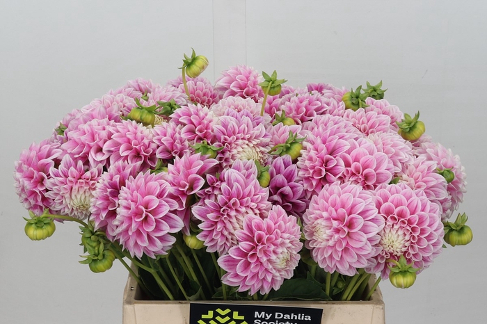 <h4>Dahlia Marshmallow Baby</h4>