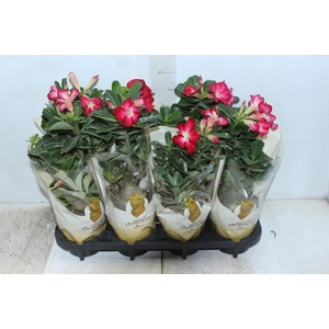 ROSA DO DESERTO P15 COM FLOR