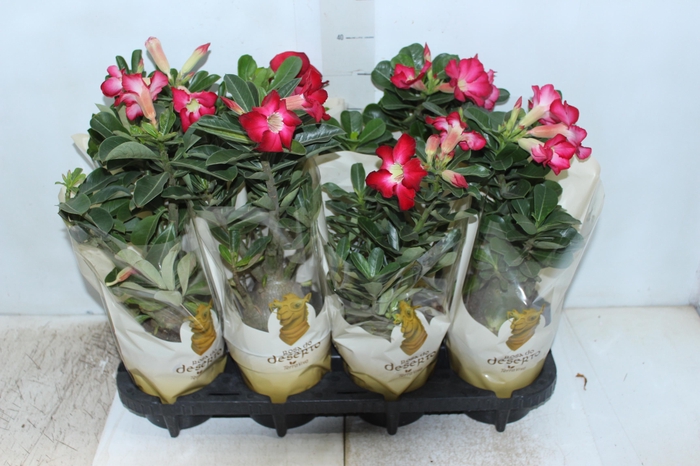 <h4>ROSA DO DESERTO P15 COM FLOR</h4>