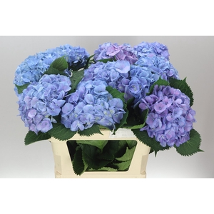 Hyd Elbtal Blue