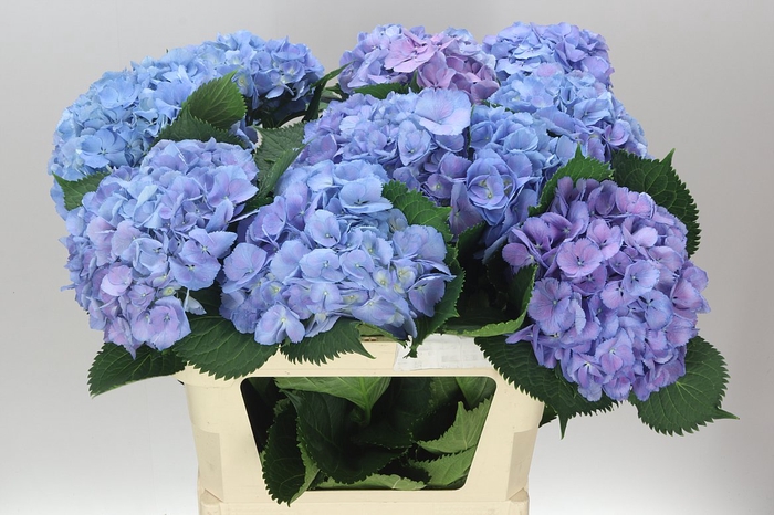 <h4>Hyd Elbtal Blue</h4>