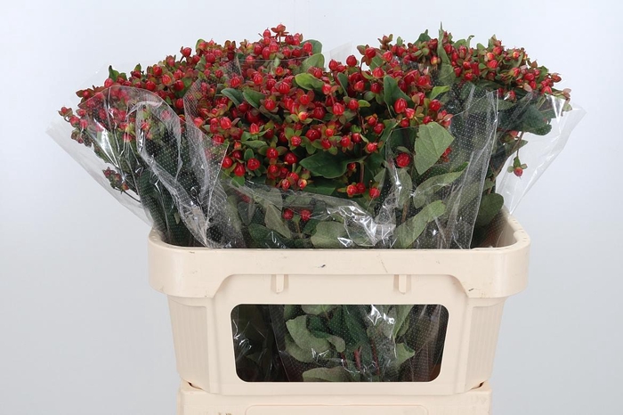 <h4>Hyp Mag Triumph</h4>