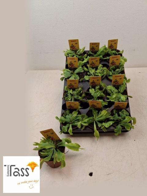 <h4>DIONAEA MUSCIPULA</h4>