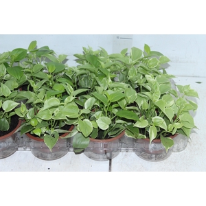 PEPEROMIA SCANDENS C13