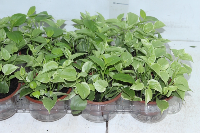 <h4>PEPEROMIA SCANDENS C13</h4>