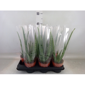 Aloe vera