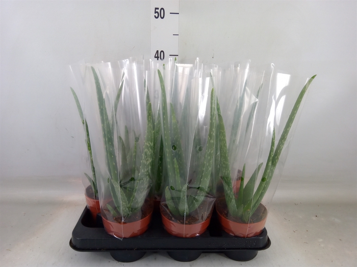 <h4>Aloe vera</h4>