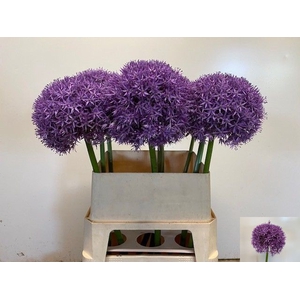 ALLIUM GLOBEMASTER