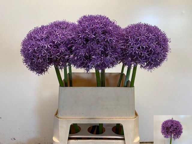<h4>ALLIUM GLOBEMASTER</h4>