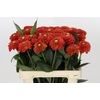 Dahlia Orange Fox