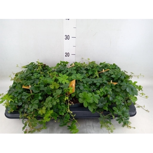 Parthenocissus inserta