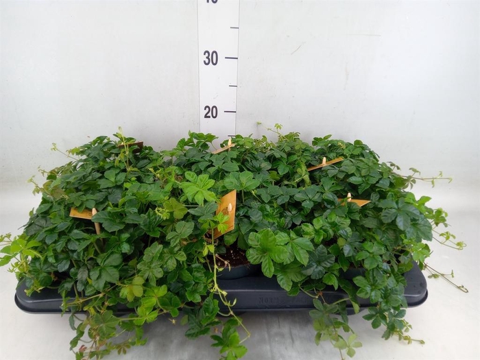 <h4>Parthenocissus inserta</h4>