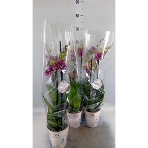 Phalaenopsis   ...