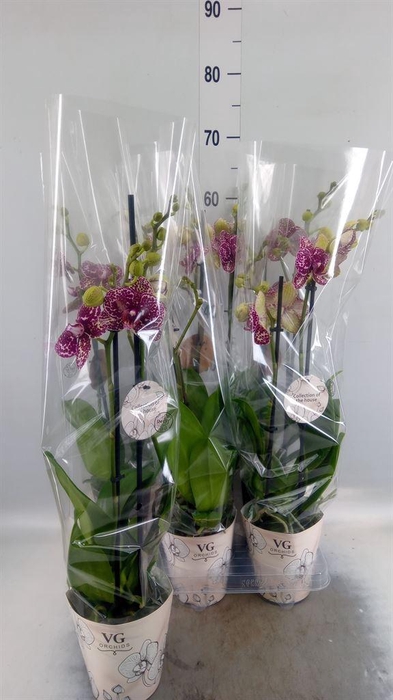 <h4>Phalaenopsis   ...</h4>