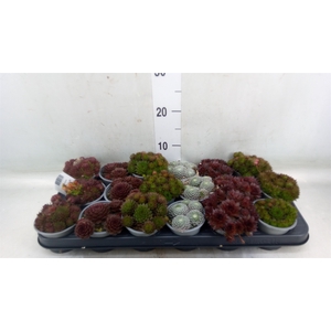 Sempervivum   ...mix