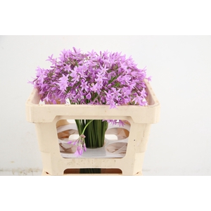 ALLIUM TULBAGHIA