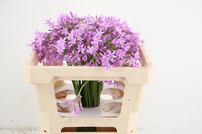 <h4>ALLIUM TULBAGHIA</h4>