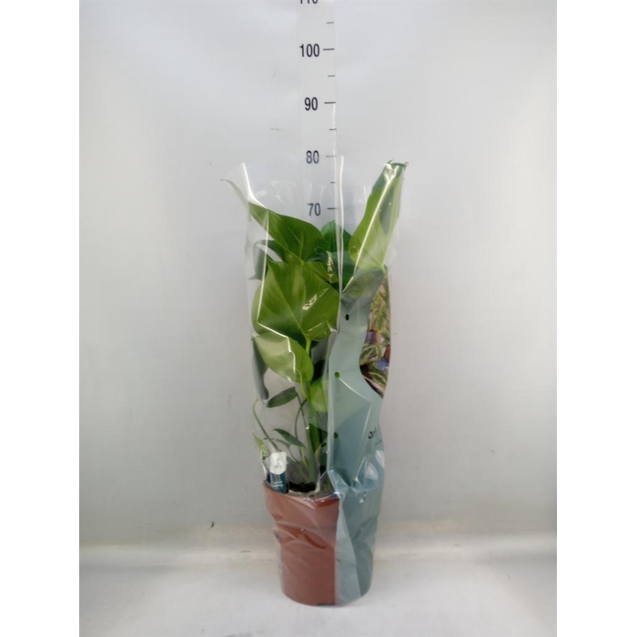 <h4>Monstera delic.</h4>