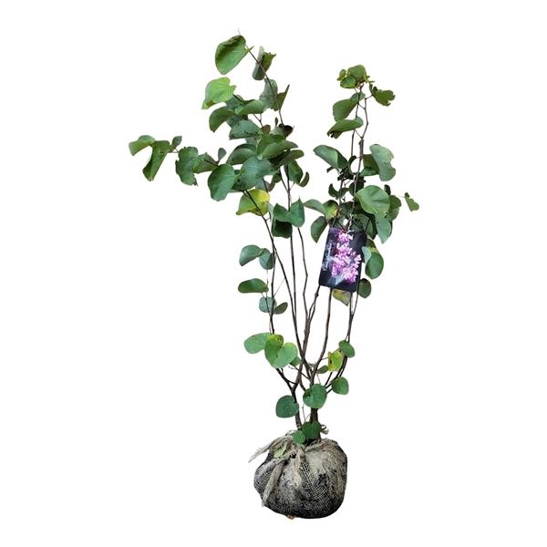 <h4>Cercis siliquastrum</h4>