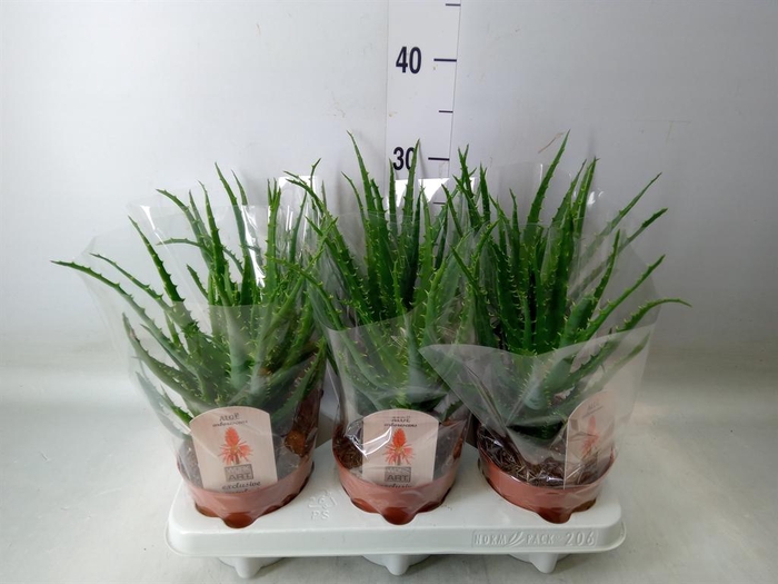 <h4>Aloe arborescens</h4>