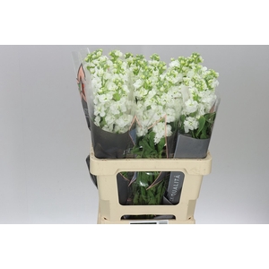 Matthiola White It. Imp