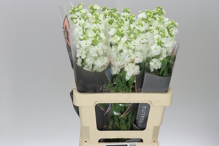 <h4>Matthiola White It. Imp</h4>