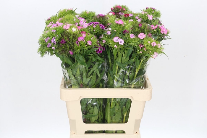 <h4>Dianthus Br Mix Rainbow</h4>