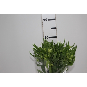 ALSTROEMERIA PRESTIGE 080 CM BRANCO