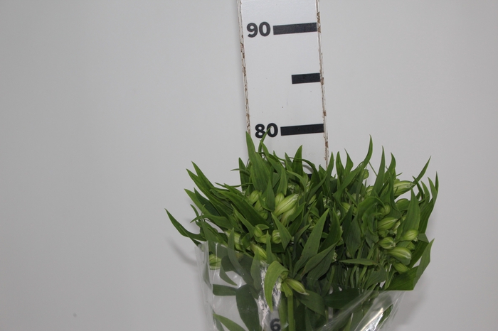 <h4>ALSTROEMERIA PRESTIGE 080 CM BRANCO</h4>