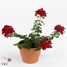 VERBE EMP DARK RED