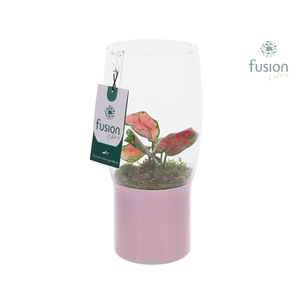 Green Bottle Tulp vaas klein met Aglaonema