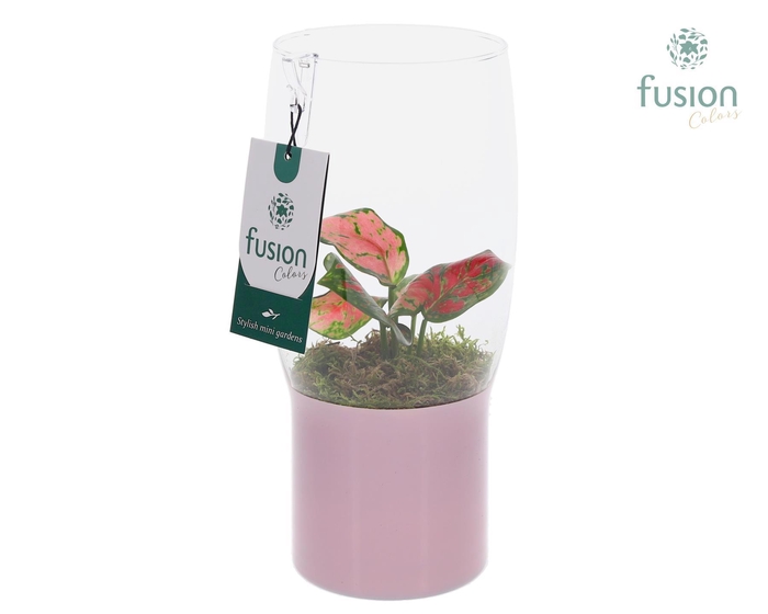 <h4>Green Bottle Tulp vaas klein met Aglaonema</h4>