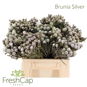 Brunia Leavis (silver Brunia)