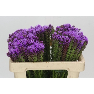 Liatris Spicata