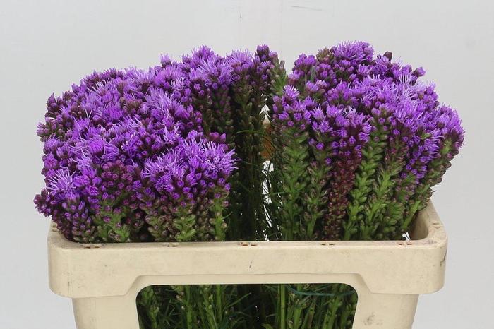 <h4>Liatris Spicata</h4>