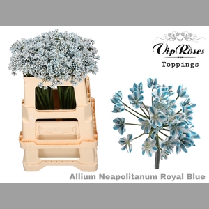 ALLIUM NEAPOLITANUM ROYAL BLUE L55cm