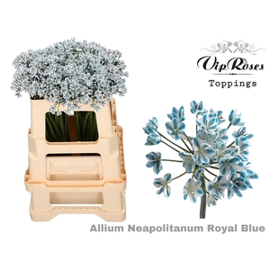 Allium Vip Neapolitanum Royal Blue