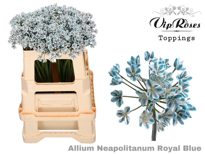 <h4>ALLIUM NEAPOLITANUM ROYAL BLUE L55cm</h4>