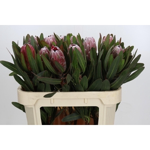 Protea Pink Ice