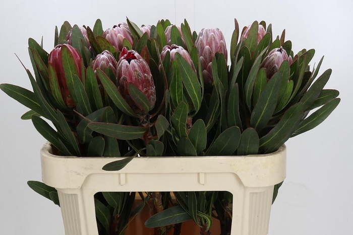 <h4>Protea Pink Ice</h4>