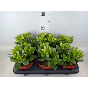 Crassula  'Minova Magic'