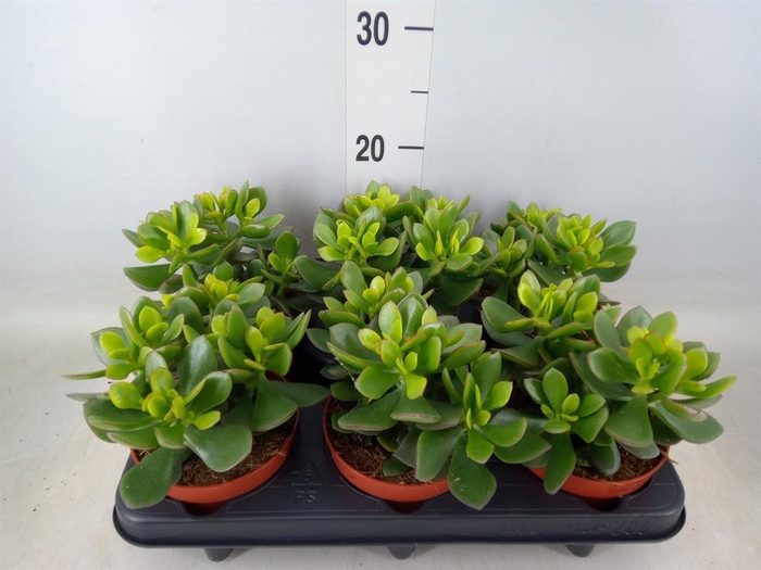 <h4>Crassula  'Minova Magic'</h4>