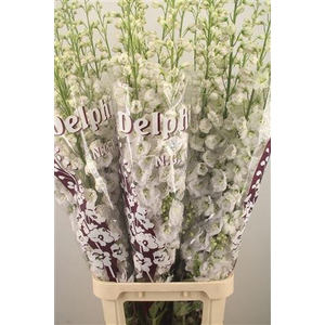 Delph El Dewi White Smile