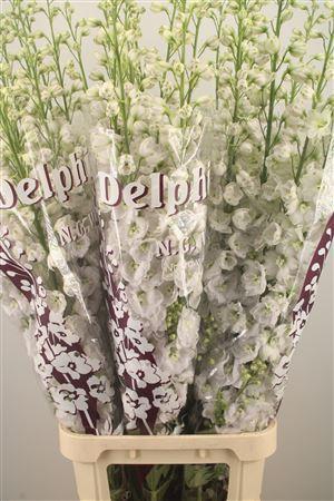 <h4>Delph El Dewi White Smile</h4>